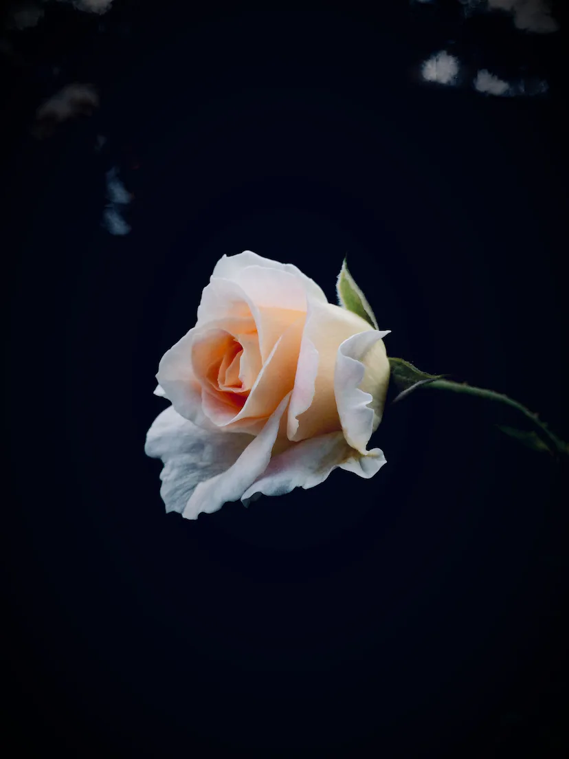 Women Were Not Born Into This World to Be Hurt